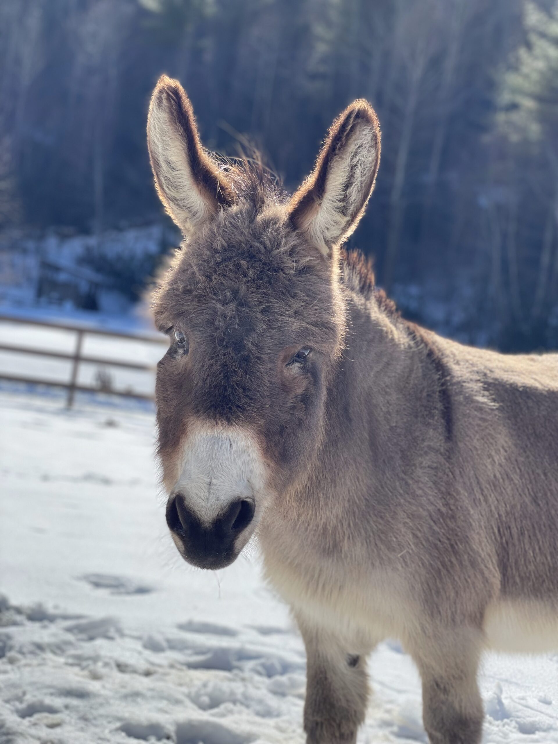 donkey on the farm