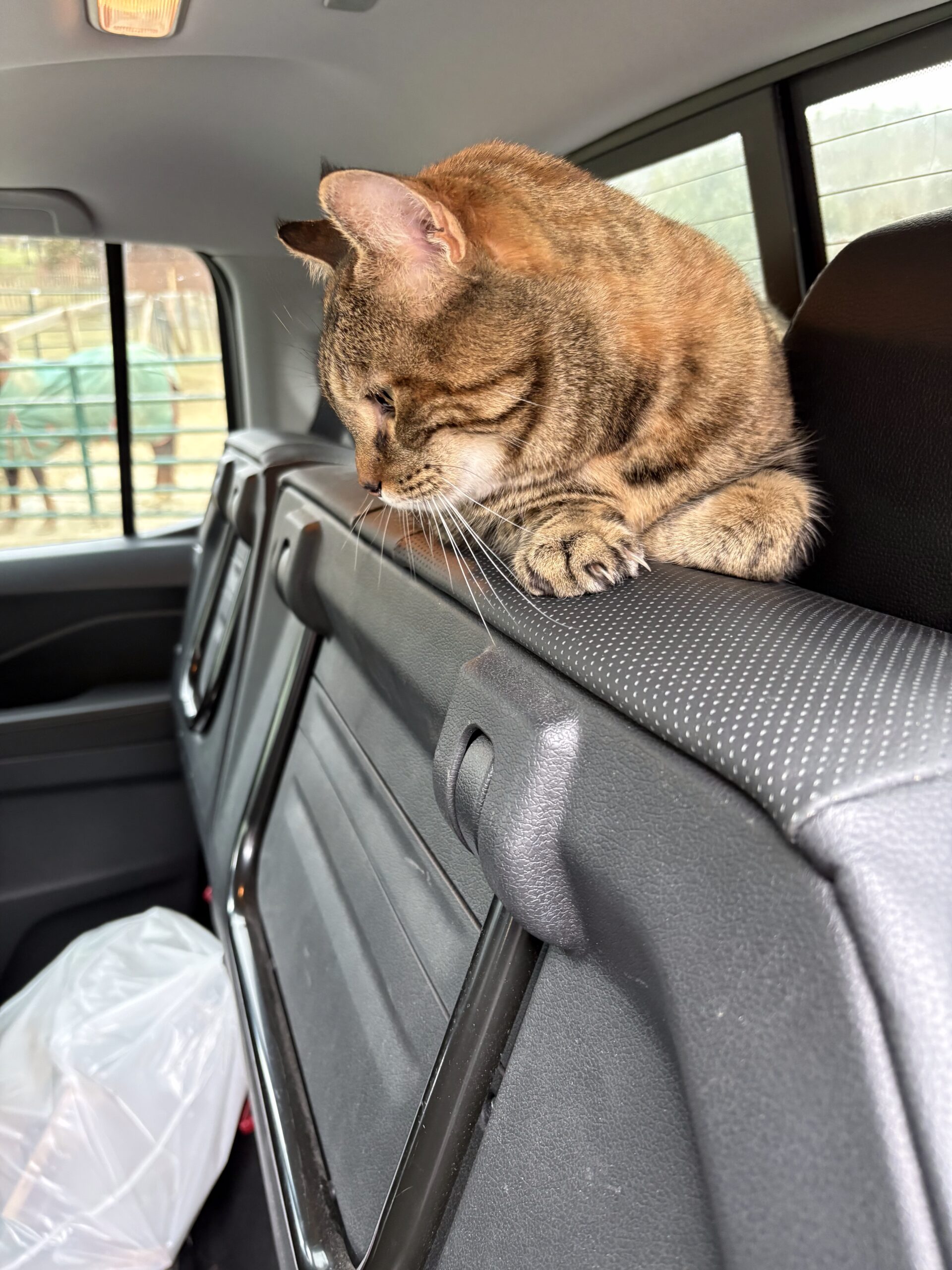 barn cat in car