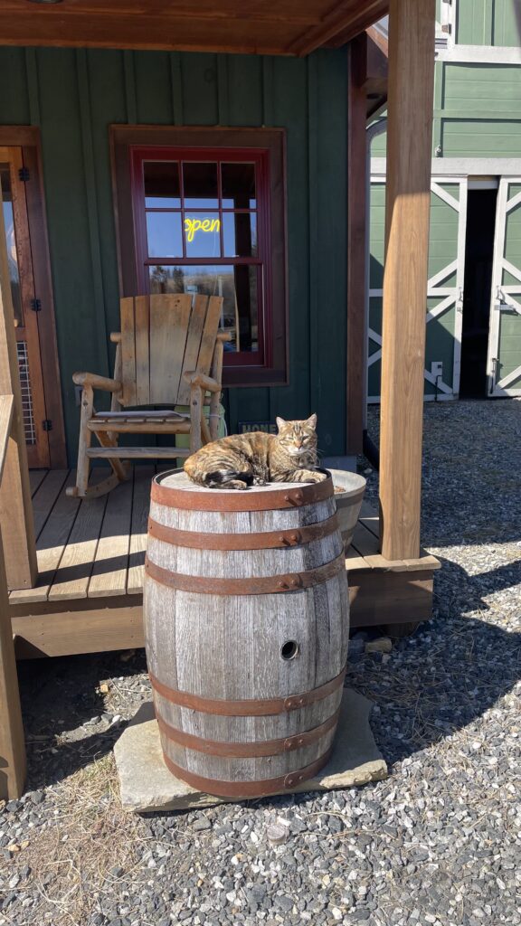 cat on barrel