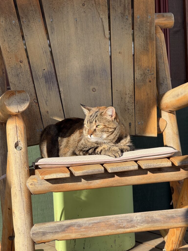 barn cat