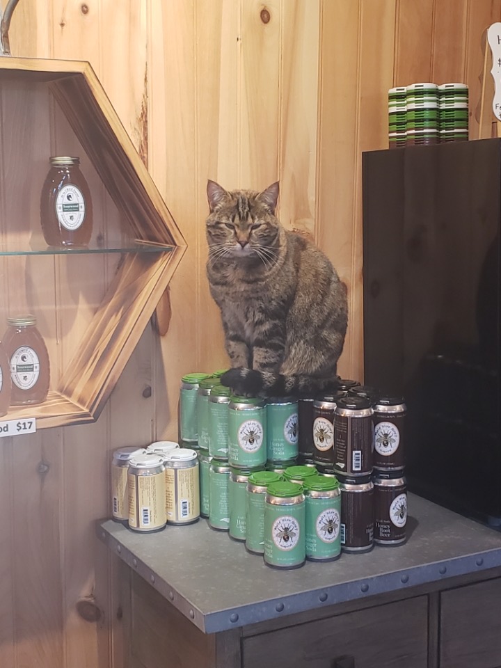 cat in honey store